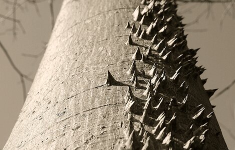 Prickles pins