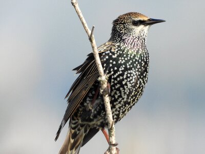 Starling songbird migratory bird photo