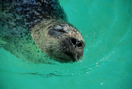 Robbe seal zoo photo