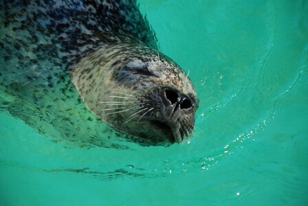 Robbe seal zoo