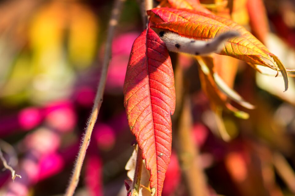 Leaf bright background