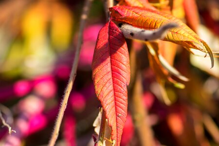 Leaf bright background