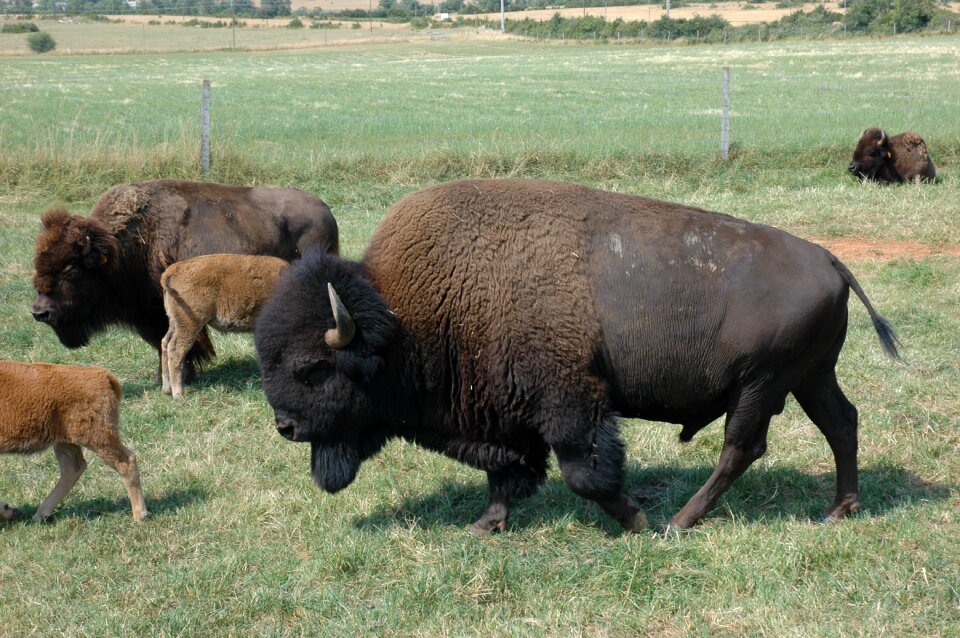 Breeding prairie herd
