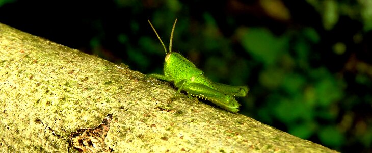 Cricket jumper colombia