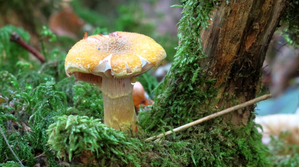 Screen fungus autumn log