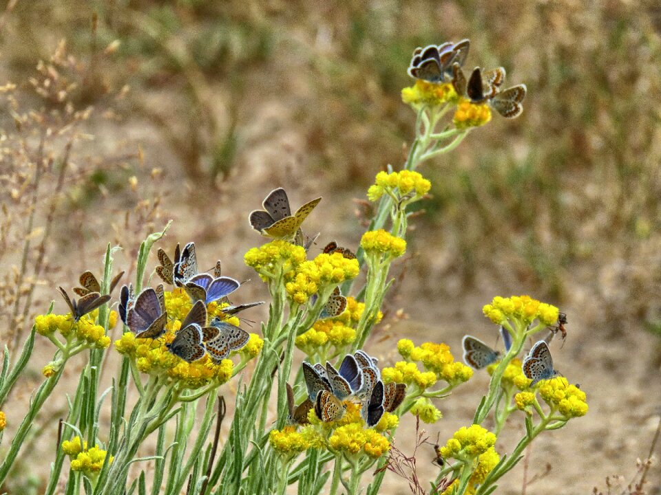 Insect nature flower