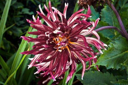 Lone bloom purple