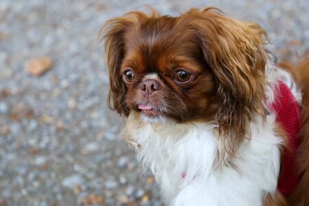 Pet sweet wuschelig