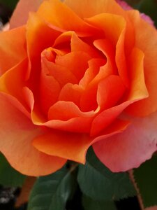 Rose petals orange photo