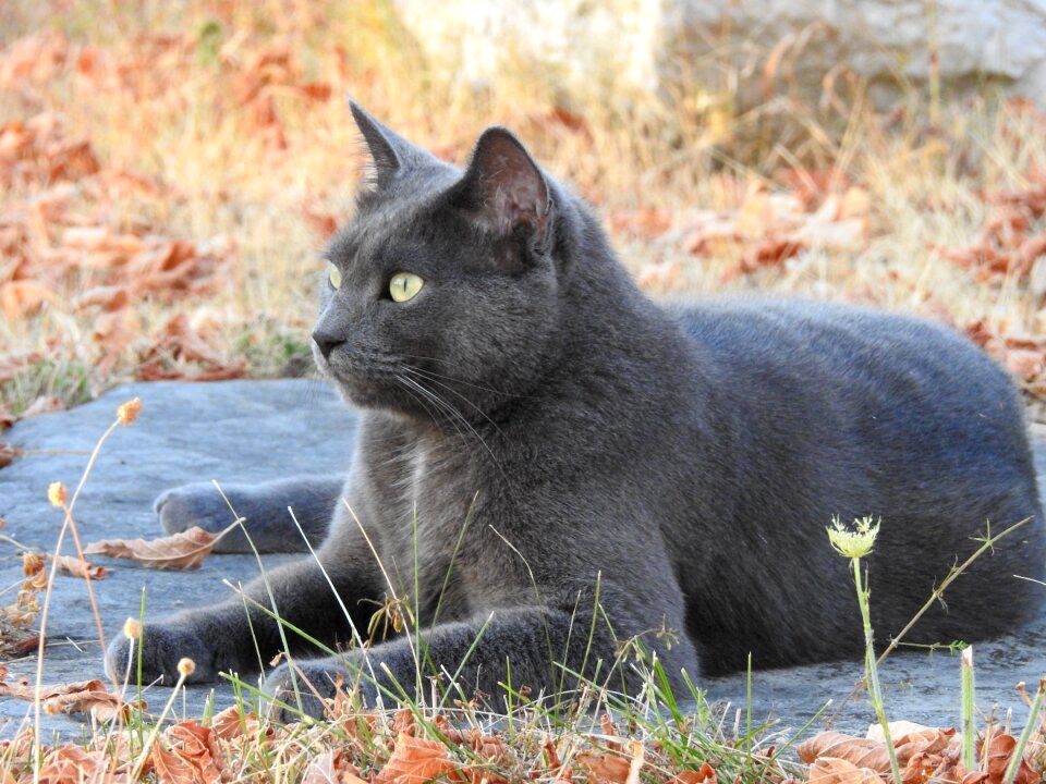 Autumn fall portrait