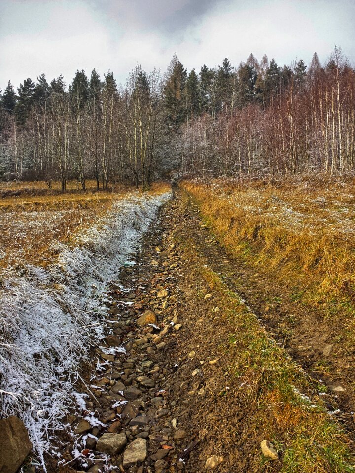 Ground frost forest frost