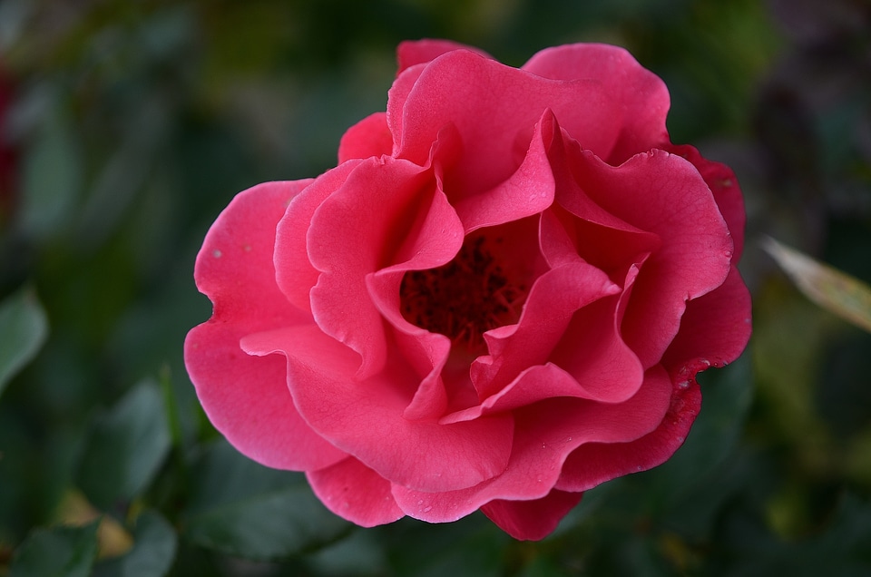 Macro pink rose