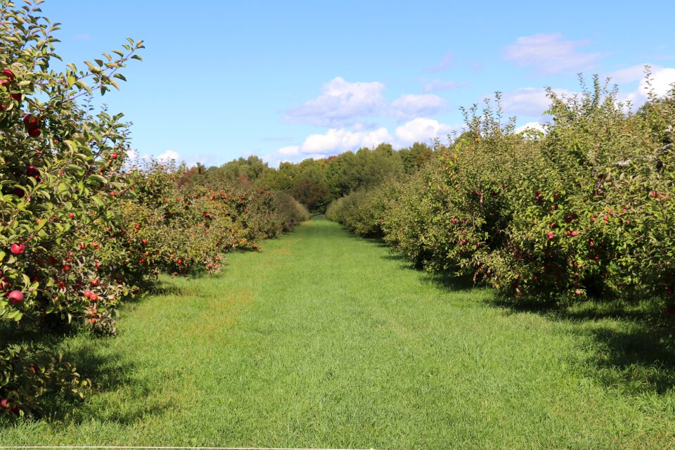 Landscape apples orchard