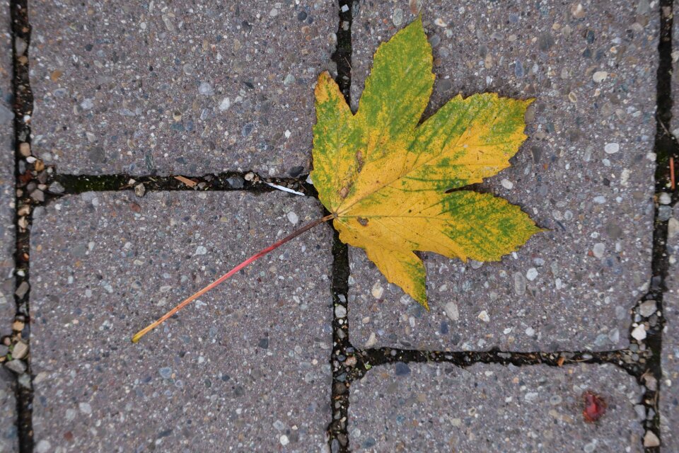 October fall color paving stone