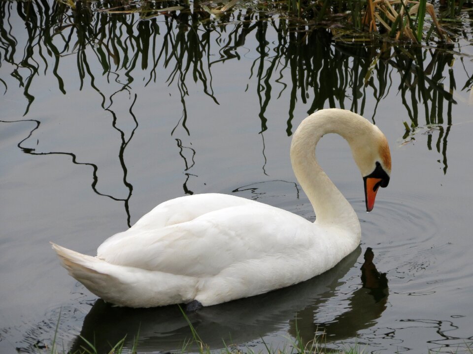 Water nature animal