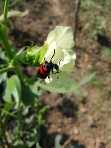 Reptile on vegetable flower nature
