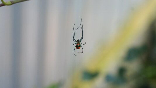 Insect nature creepy