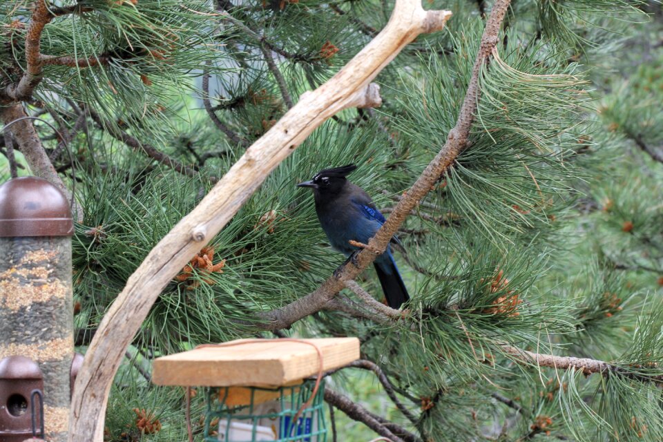 Animal colorado woods