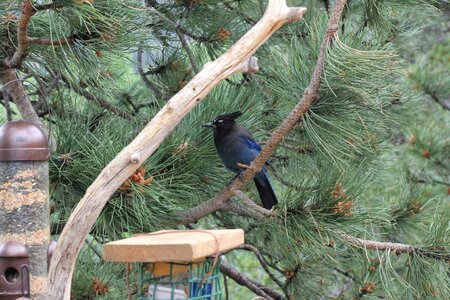Animal colorado woods
