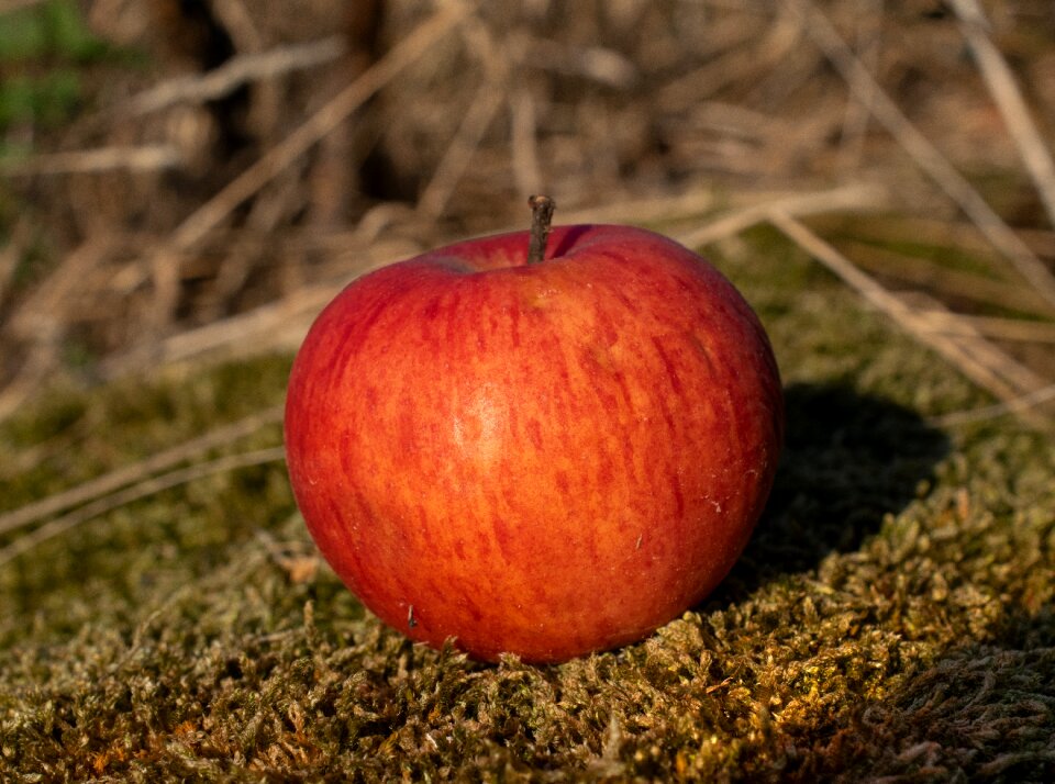 Fruit harvest autumn