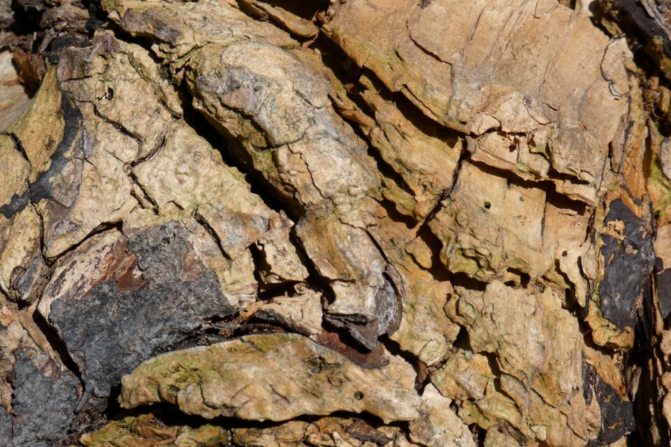 Log autumn outdoor