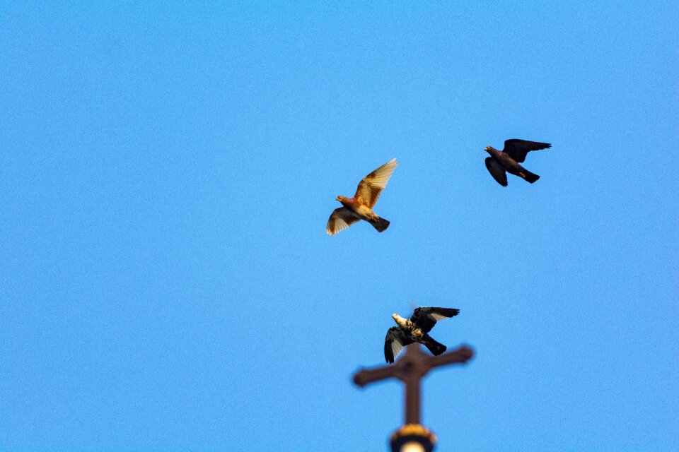 Animal flight