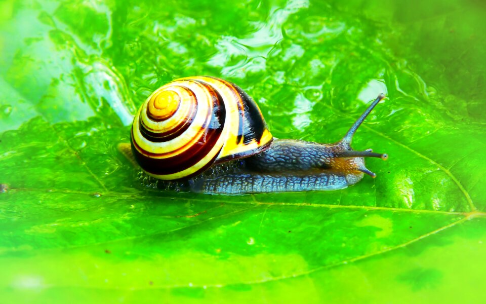 Animals nature at the court of