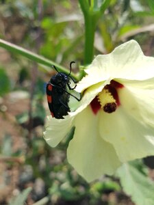 Reptile on vegetable flower nature