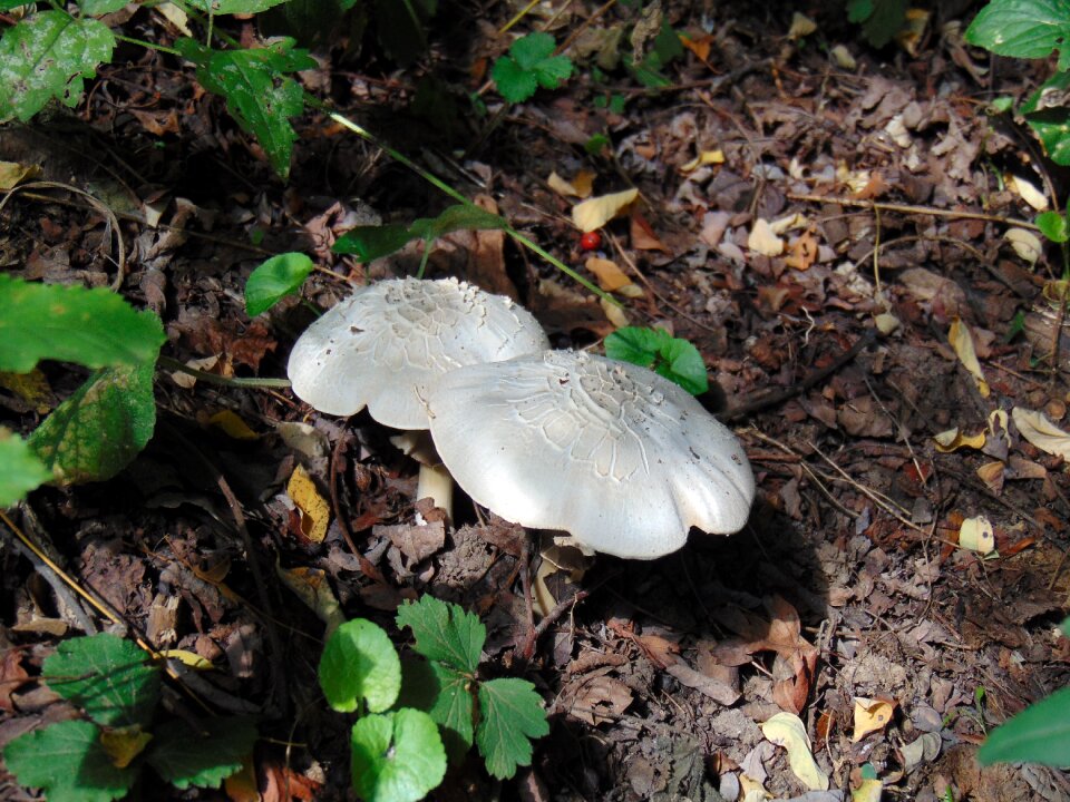 Autumn undergrowth soil
