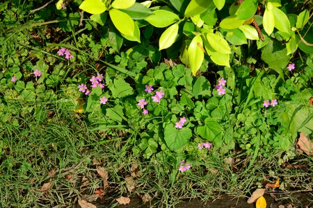 Leaf plant biological