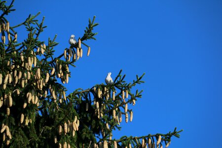 Nature fir branches photo