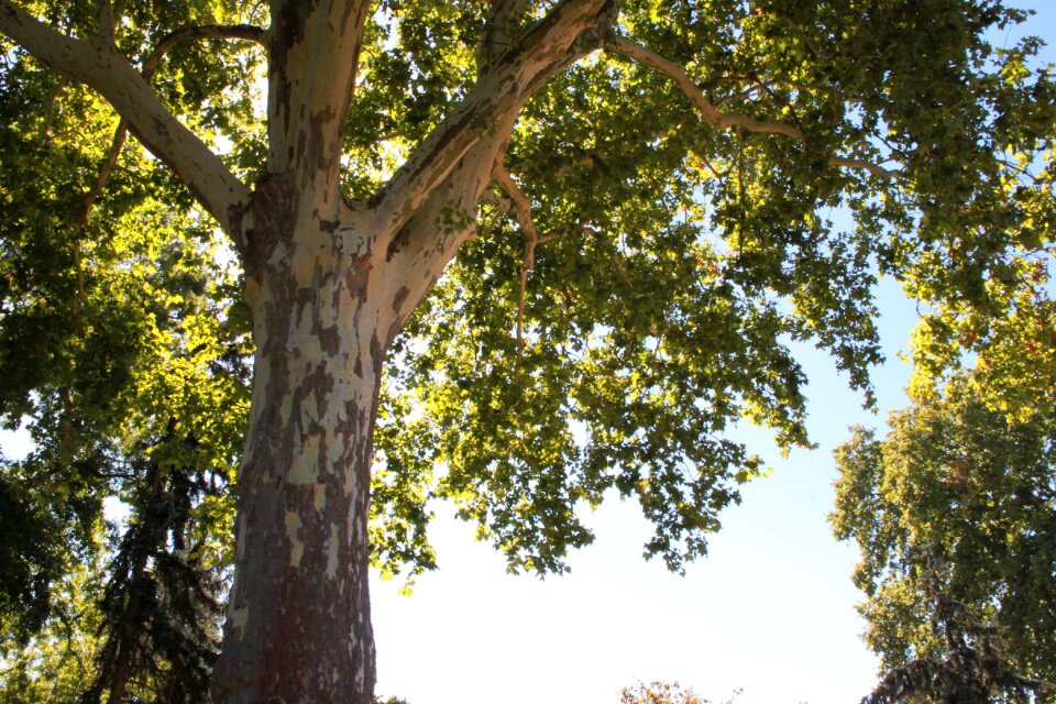 Tree sycamore autumn
