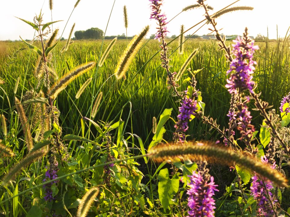 Summer flora grass