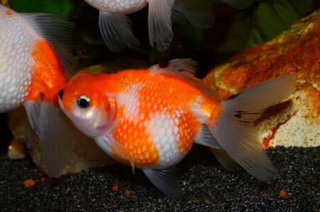 Pearl red fish carassius auratus