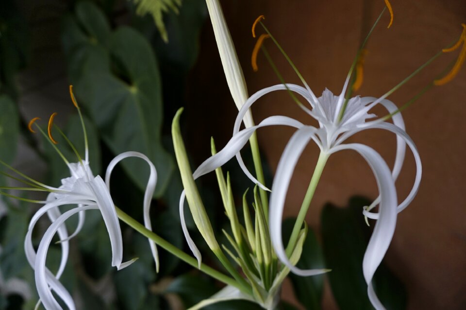 White flower bromelia soft