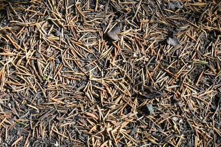 Foliage leaves fallen