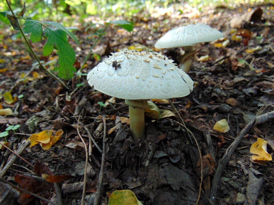 Autumn undergrowth hat