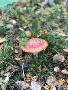 Mushroom nature red