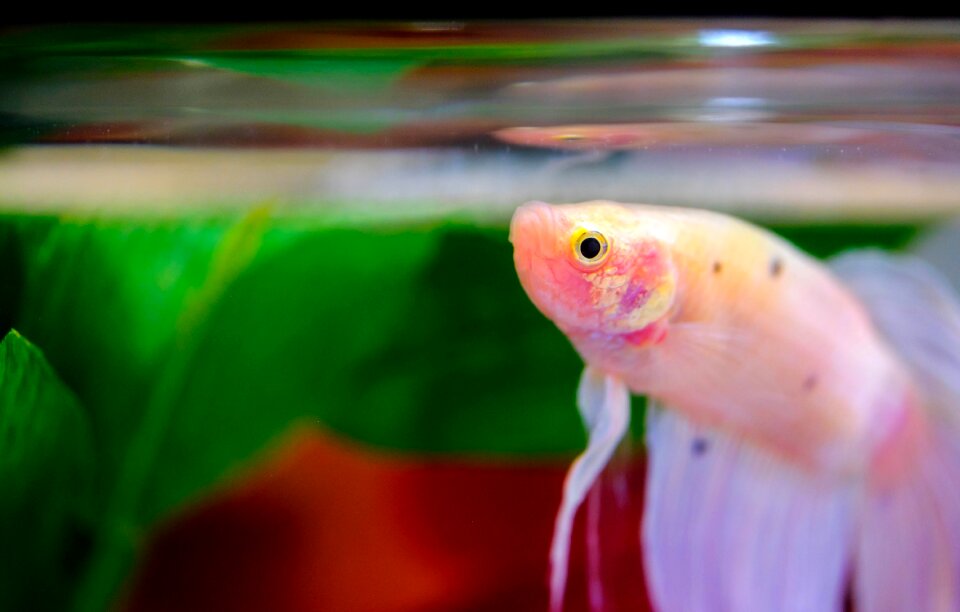 Freshwater siamese fighting