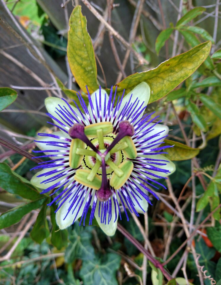 Flower blossom plant
