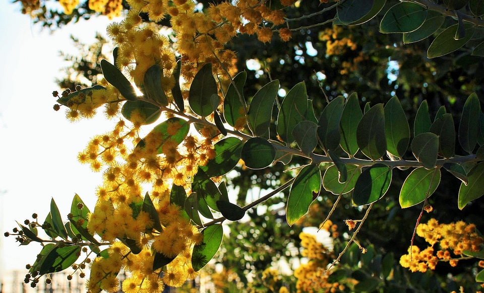 Tree flowers yellow