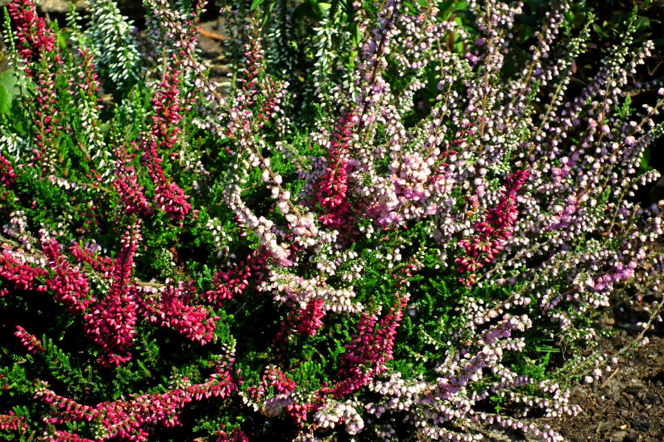Nature garden flowering