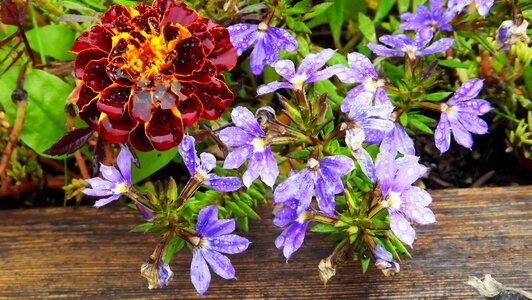 Garden flowering summer