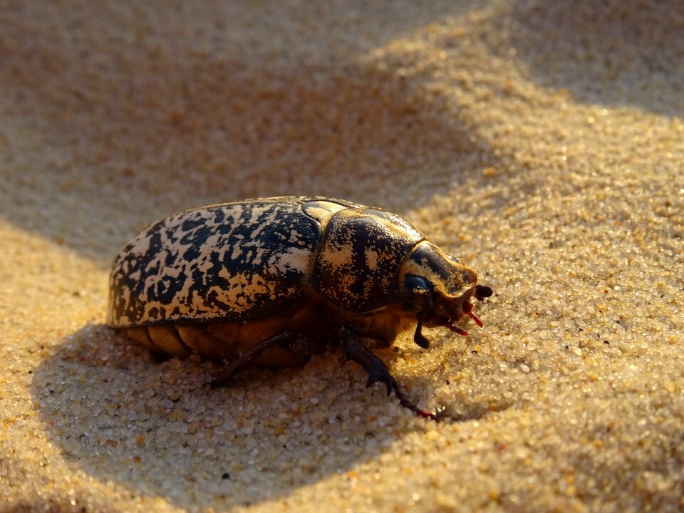 Summer scarab nature