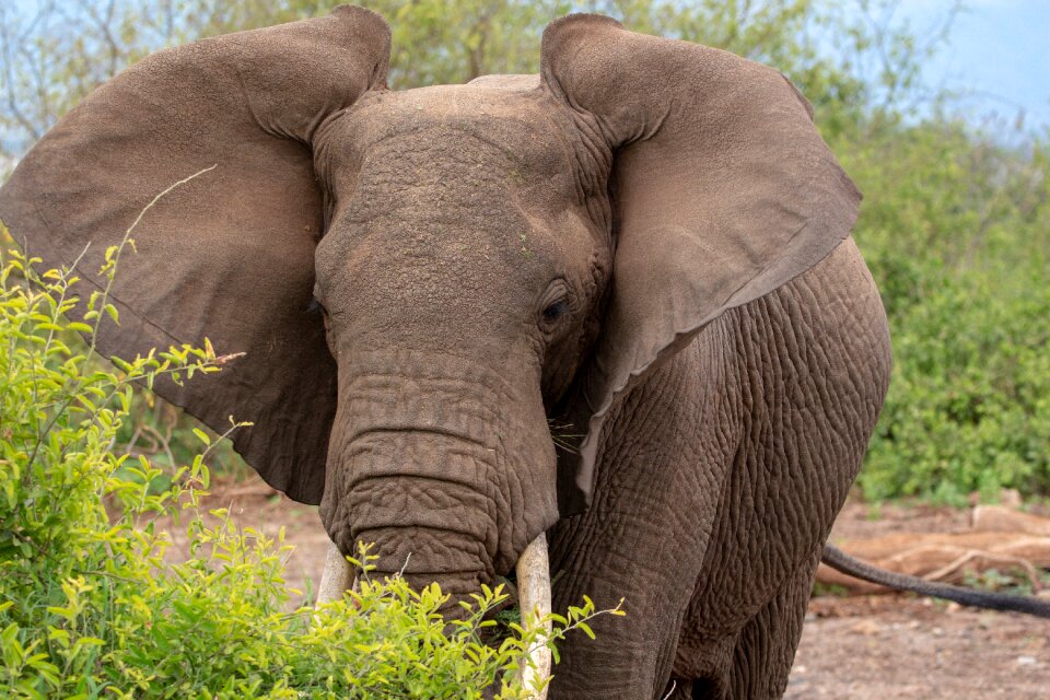 Ears serengeti africa