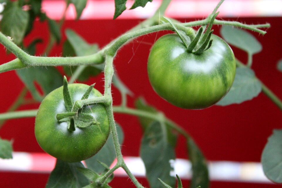 Tomatoes nature vegetables