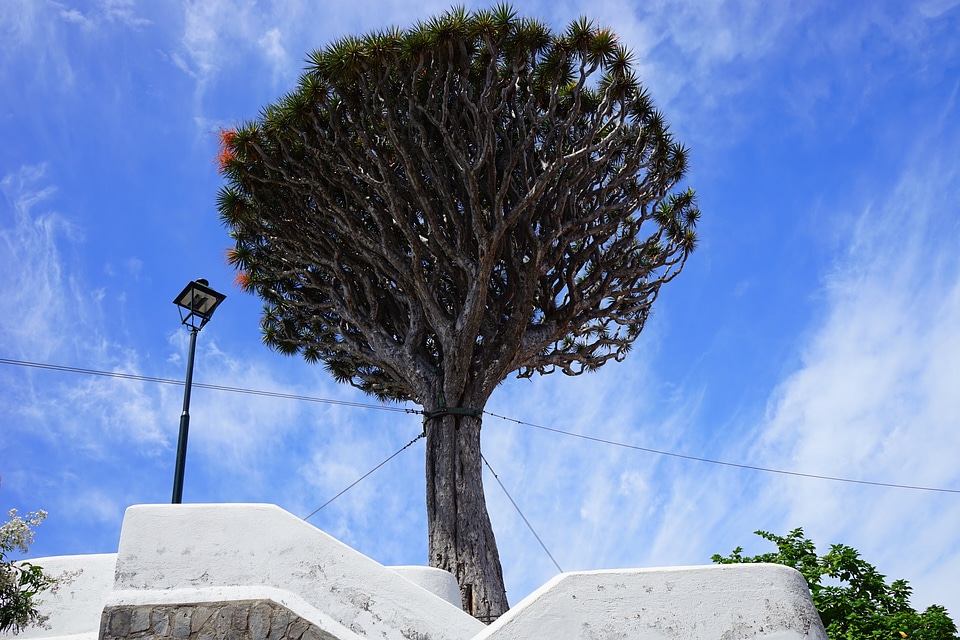 Dragon tree dracaena draco crown