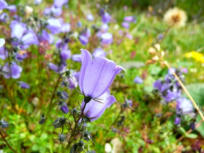 Mountains purple violet