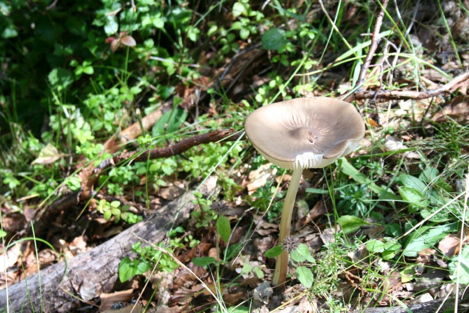 Nature wild fungus