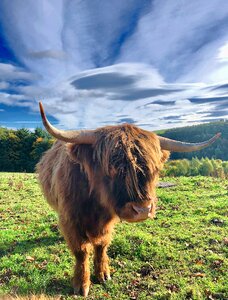 Pasture agriculture horn photo